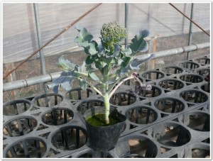 2011feb-broccoli