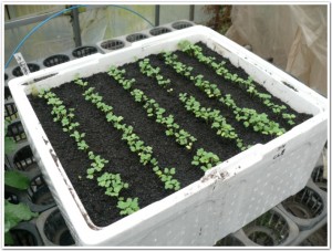 再生土で小松菜を栽培