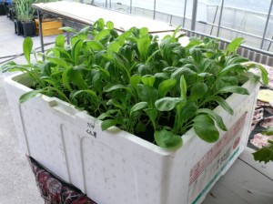 小松菜を再生土で栽培