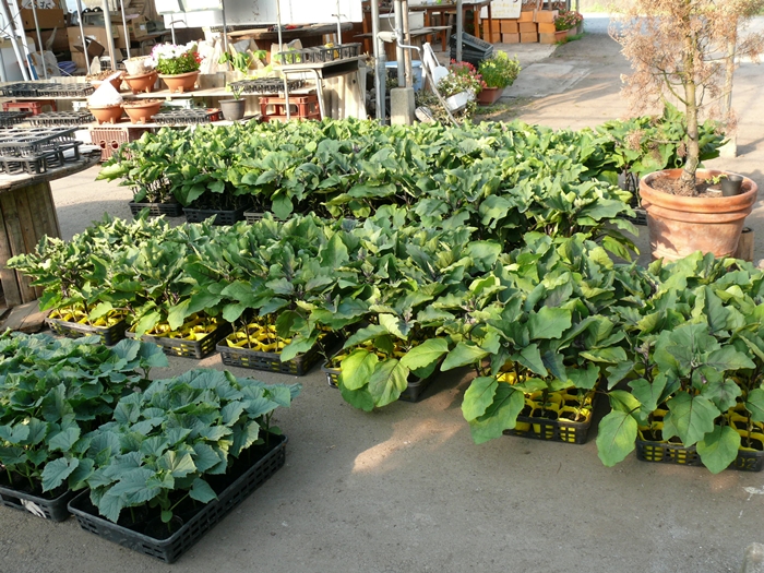 野菜の苗の出荷準備