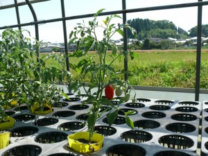 9cmポットのトマト栽培