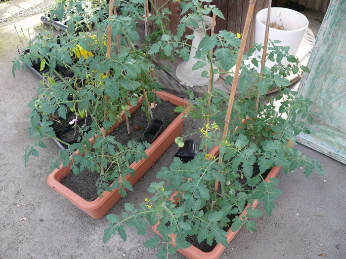 プランター栽培でミニトマト成長中