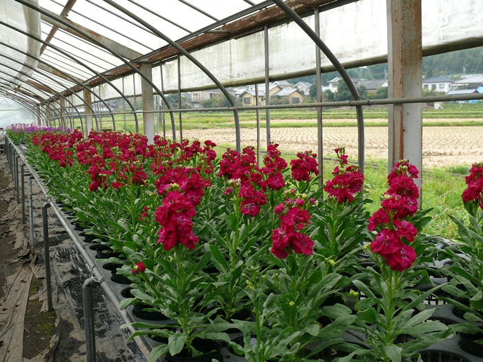 9cmポット苗ストックの花が開花 十時花園 食卓菜園を提案