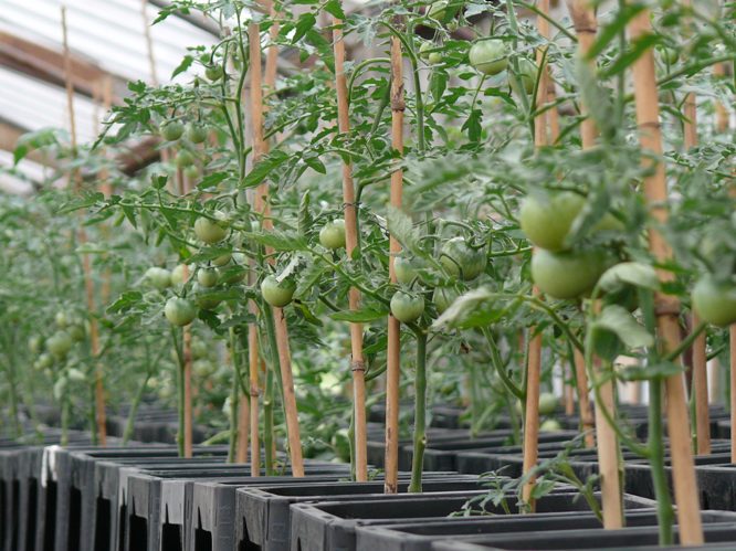 穴のない容器でミニトマトを栽培 十時花園 食卓菜園を提案