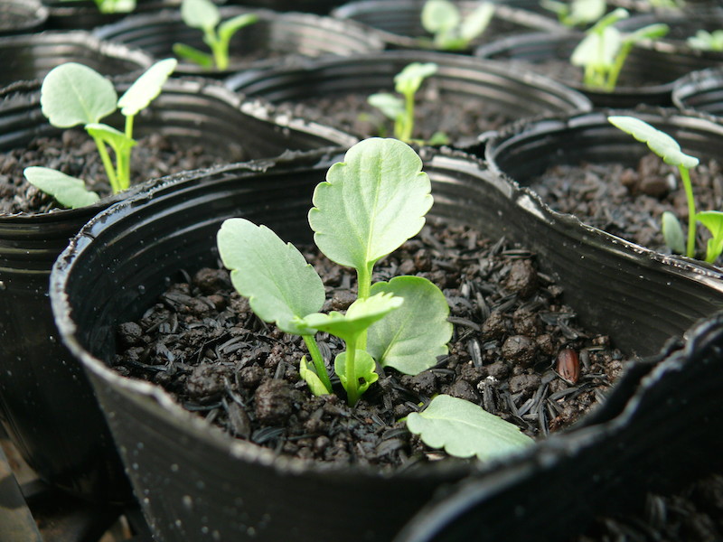 ビオラポット栽培 新たな芽が並ぶ 十時花園 食卓菜園を提案