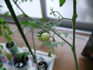 実る室内栽培のミニトマト