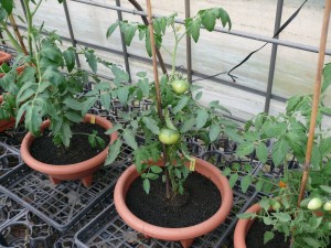 トマト苗のサターンと黒土