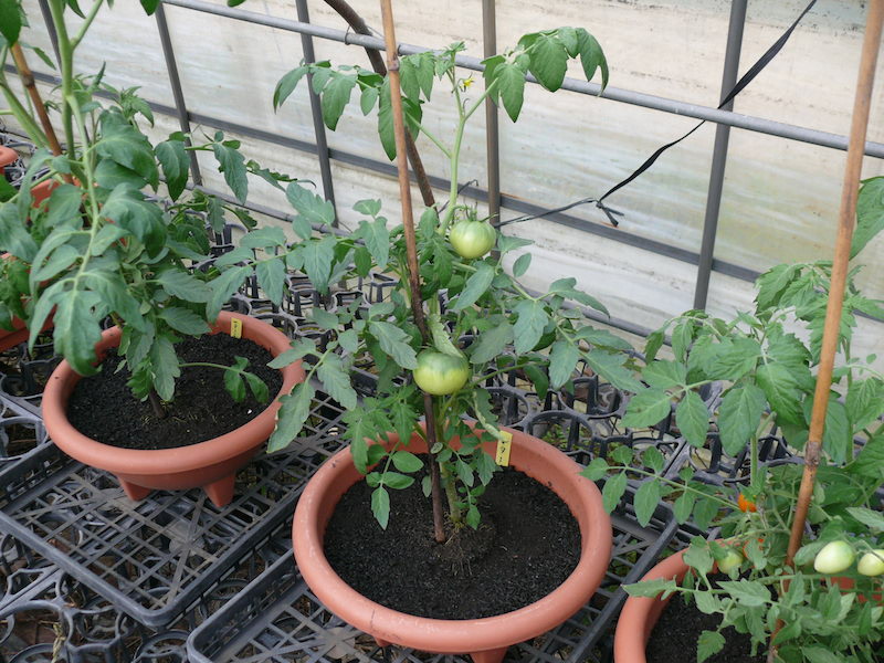 ハウス内でトマト苗をプランター栽培 十時花園 食卓菜園を提案