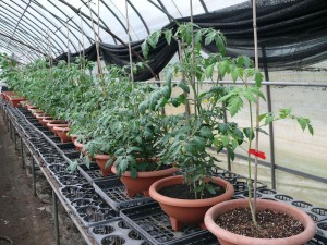 市販のトマト苗と培養土で黒土の力を比較