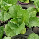 レタス苗をポット栽培