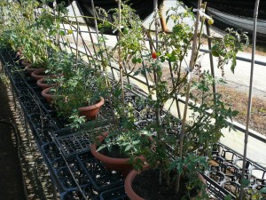 丸プランターでミニトマト栽培