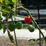 ミニトマトのプランター栽培
