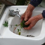 苔玉を水洗い