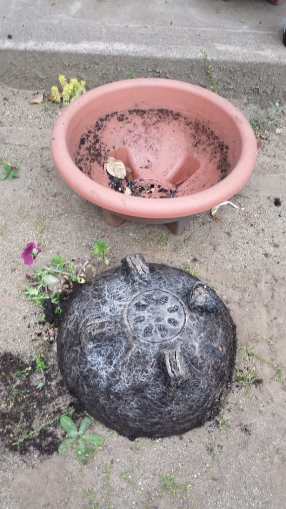 根は生き生きといきてるかい？ 十時花園｜食卓菜園を提案