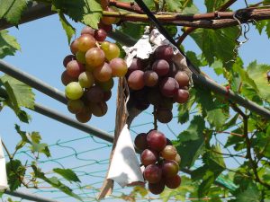 成長する葡萄