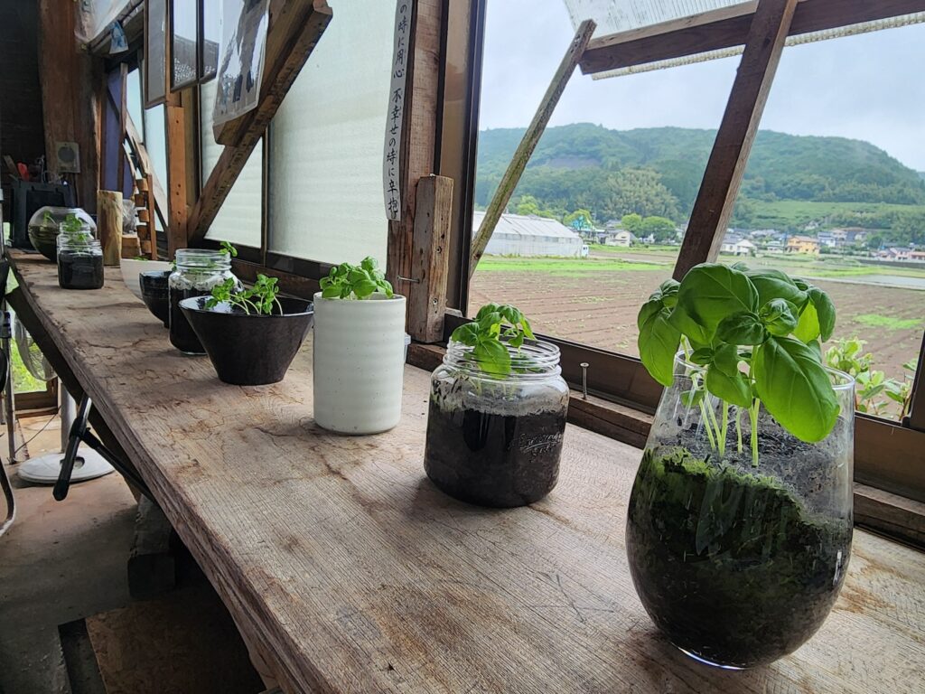 バジルと様々な穴なしプランター(陶器やガラス)