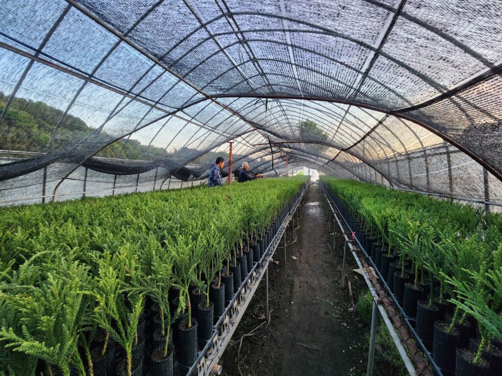 十時花園とforest farmの苗木作り
