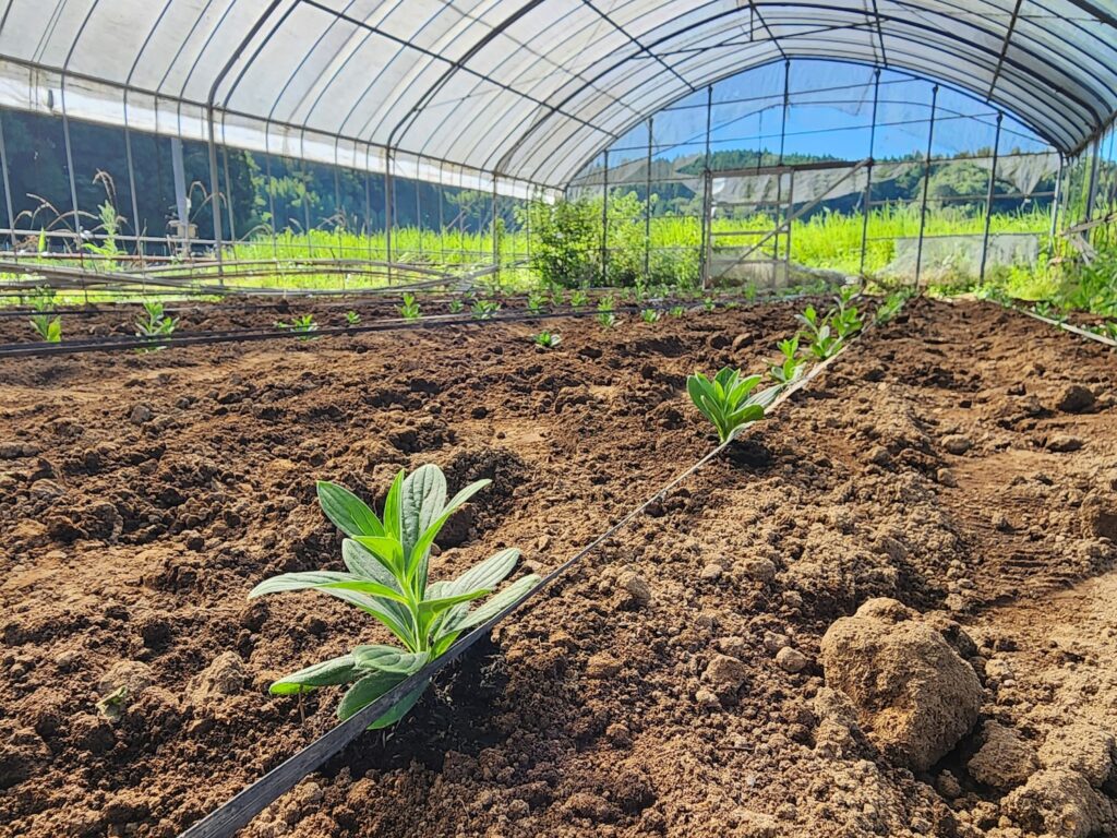 祈り、紫草