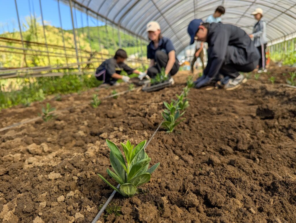 紫草の地植え2026年