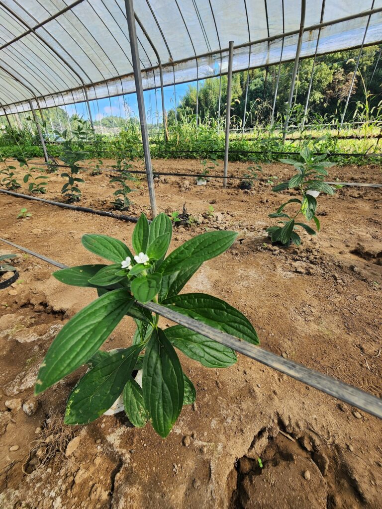 紫草栽培2026